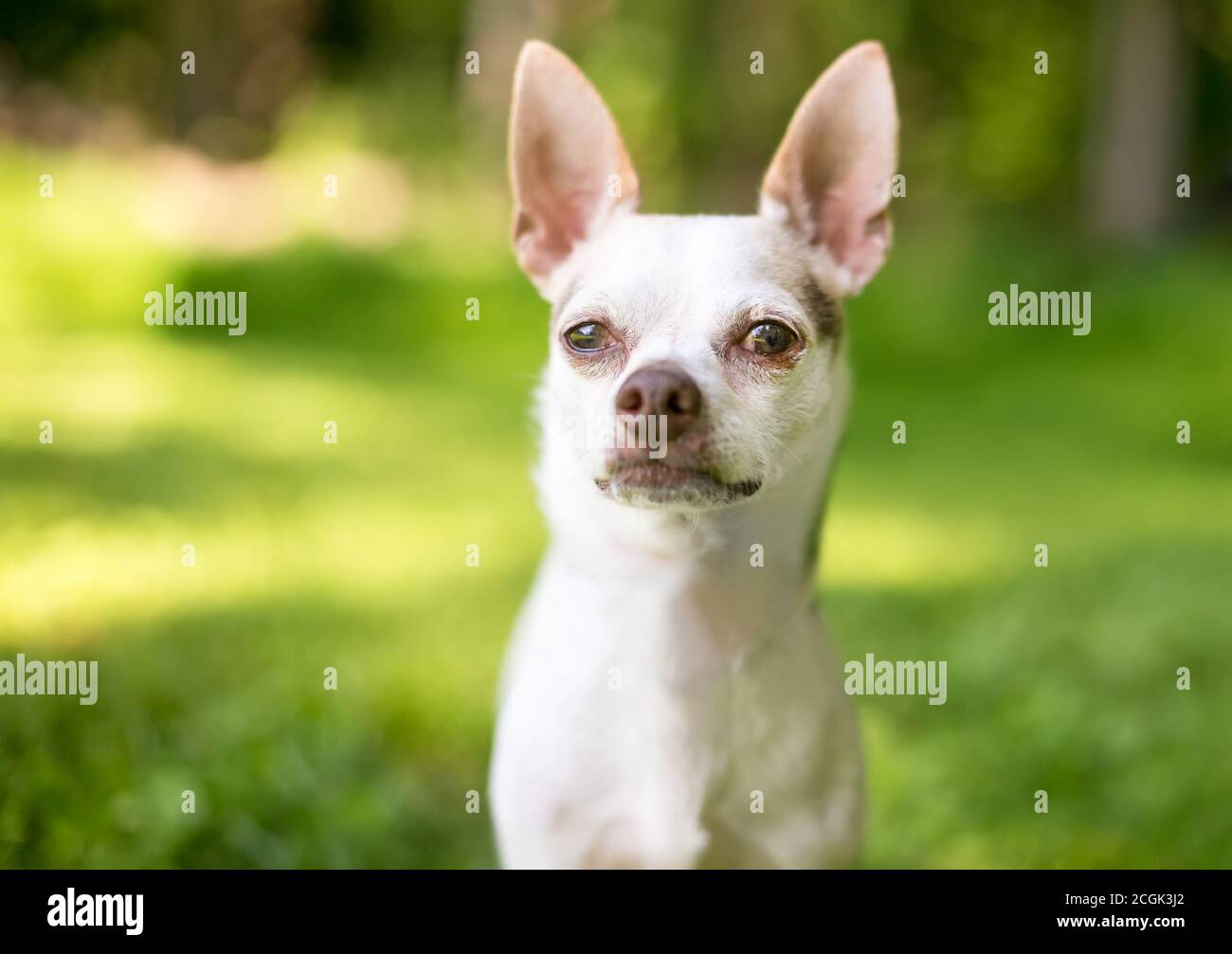 Un chien Chihuahua à l'extérieur avec une expression grincheux sur son face Banque D'Images