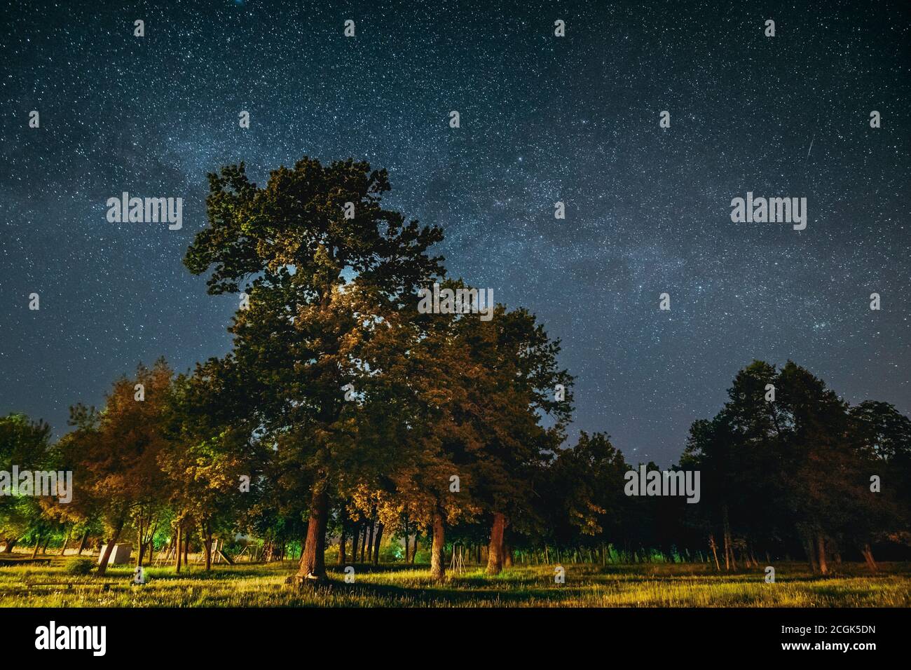 Bois de chêne vert des arbres dans le parc sous un ciel étoilé de nuit avec Voie Lactée. Paysage de nuit avec des étoiles brillantes réel au cours de l'été à la forêt Banque D'Images