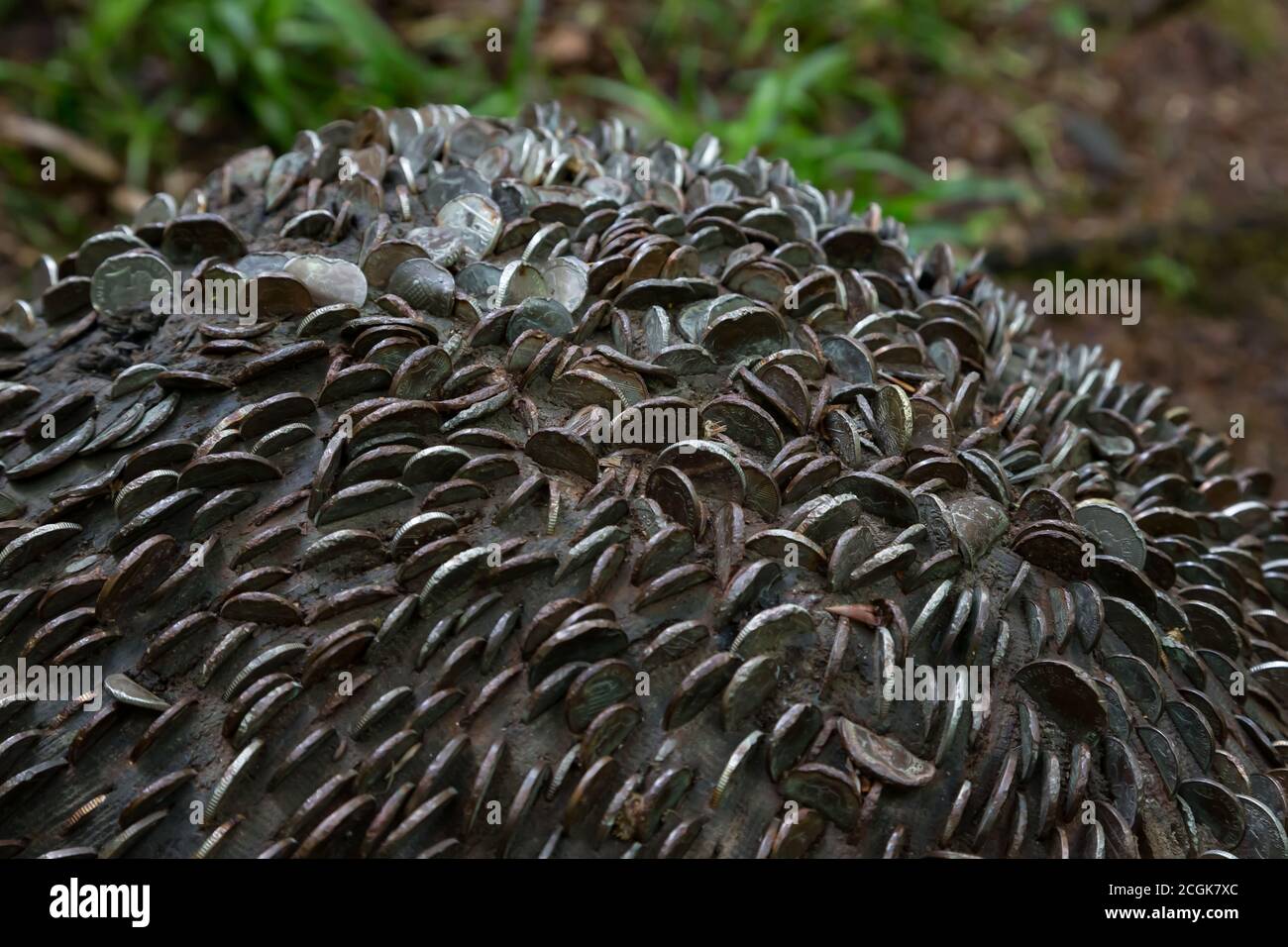 Pièces de monnaie dans un arbre de souhaits près de Lyford gorge, Devon Royaume-Uni Banque D'Images