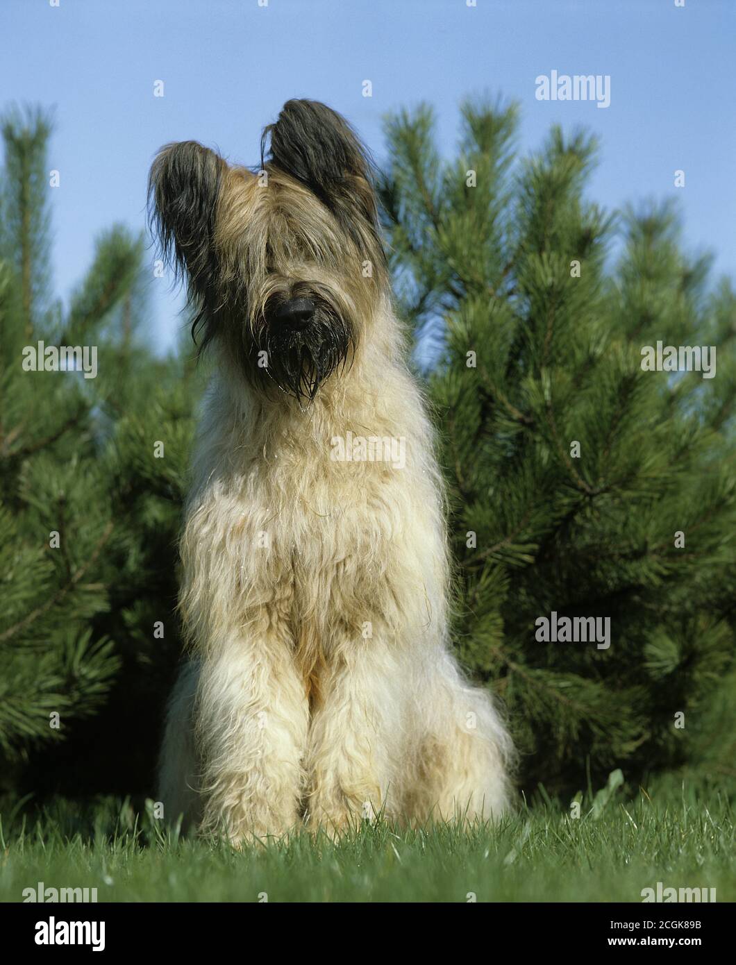 Chien Briard (ancienne norme Race à couper les oreilles), des profils  comité permanent sur l'herbe Photo Stock - Alamy