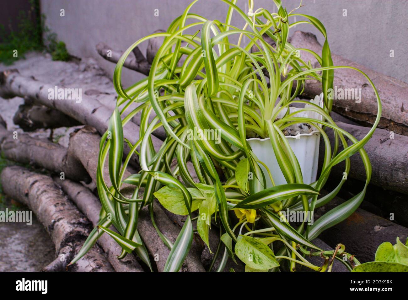 chlorophytum comosum, plante araignée et branche de scindapsus Banque D'Images