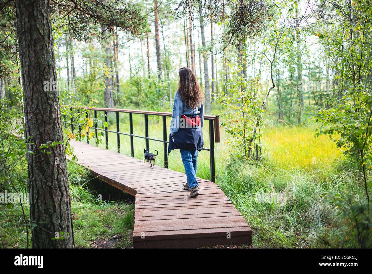 Vue d'été d'une passerelle en bois sur le territoire du marécage de Sestroretsk, chemin écologique - itinéraire des allées posées dans le marécage, réserve 'Sestroretsk marécage', Banque D'Images