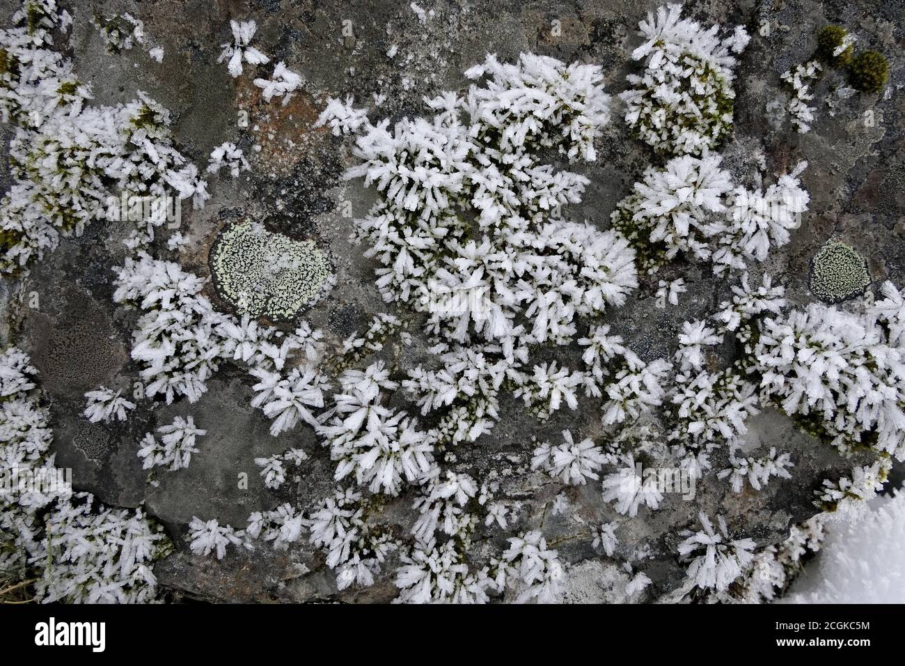 Gros plan de lichen ou de mousse recouvert de cristaux de glace sur la roche un matin d'hiver froid et gelé Banque D'Images
