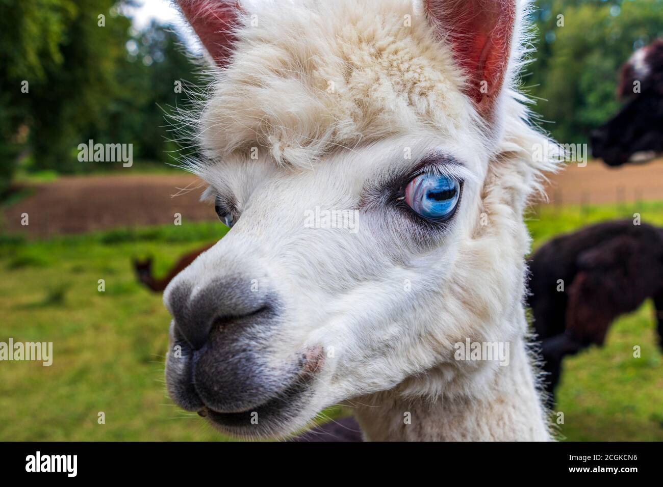 Alpaga blanc drôle avec des yeux bleu vif en Allemagne Photo Stock - Alamy