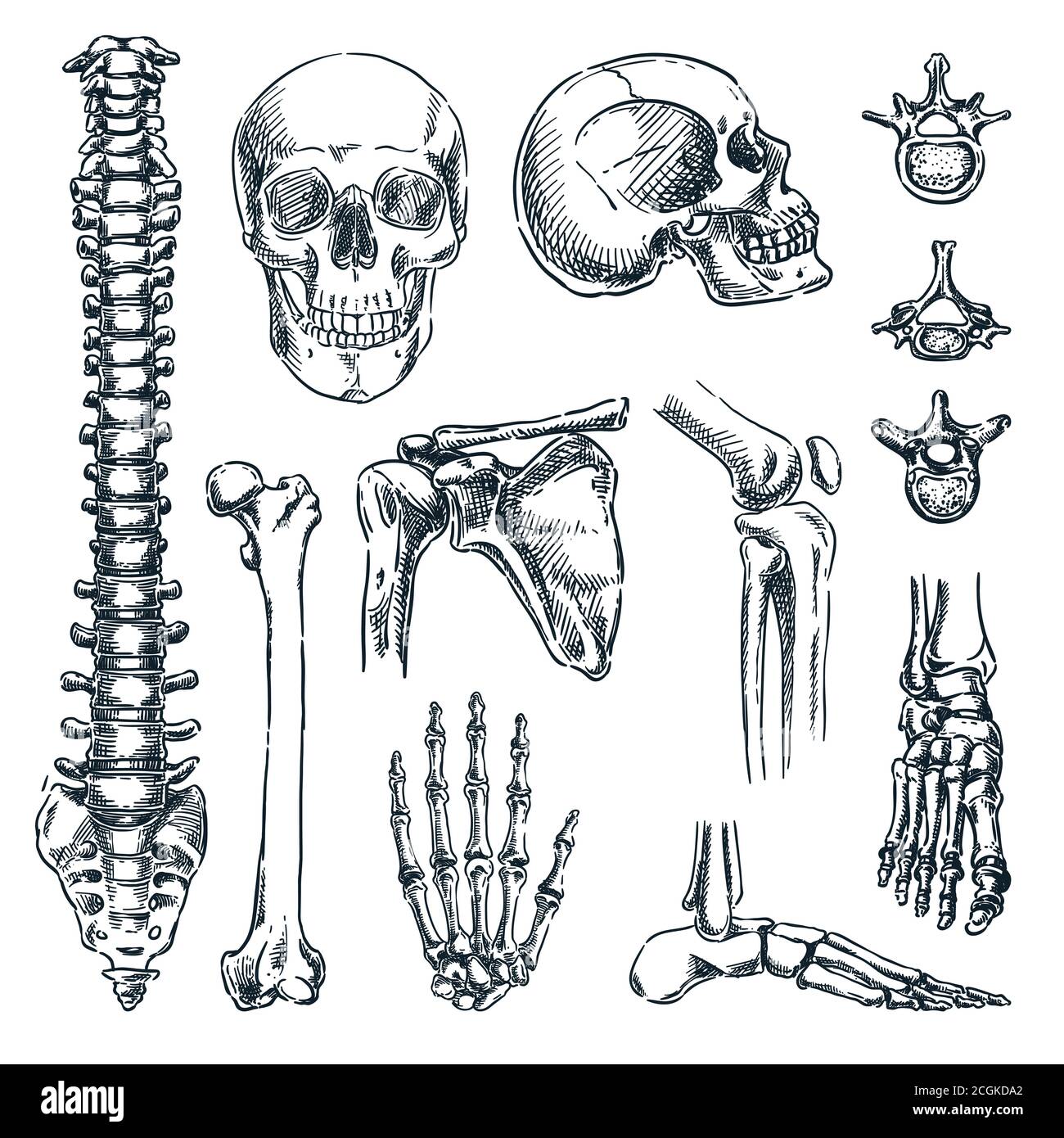 Squelette humain, os et articulations, isolés sur fond blanc. Illustration d'esquisse vectorielle dessinée à la main. Ensemble d'icônes d'anatomie Doodle Illustration de Vecteur