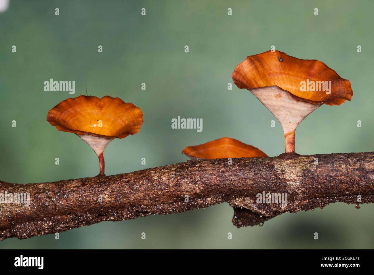 Champignons poussant sur une branche d'arbre morte dans la forêt tropicale humide du Costa Rica. Banque D'Images