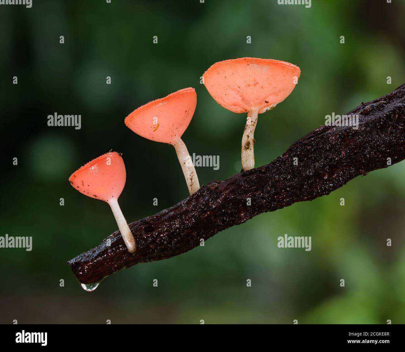 Coupe rouge ou champignons de champagne poussant sur une branche d'arbre mort dans la forêt humide du Costa Rica. Banque D'Images