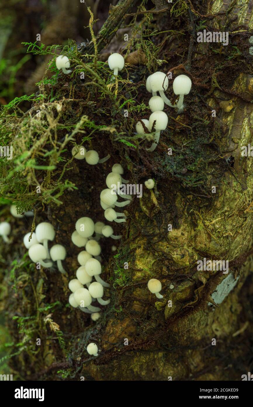 De petits champignons à capuchon blanc couvrent un tronc d'arbre de mousse dans la forêt humide du Costa Rica. Banque D'Images