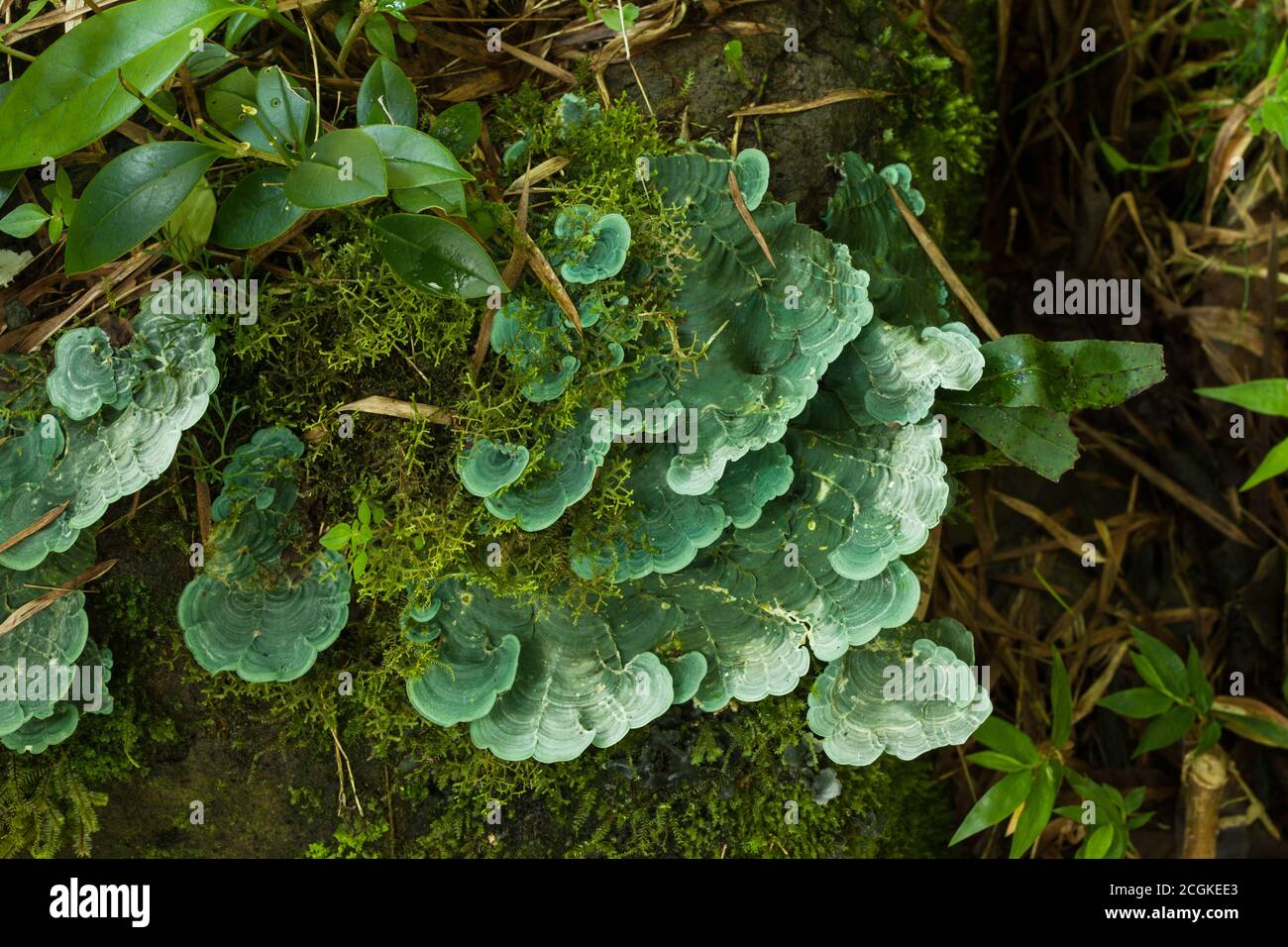 Les champignons de grande taille ou les champignons polypores poussent dans la mousse sur un tronc d'arbre en décomposition dans la forêt humide du Costa Rica. Banque D'Images