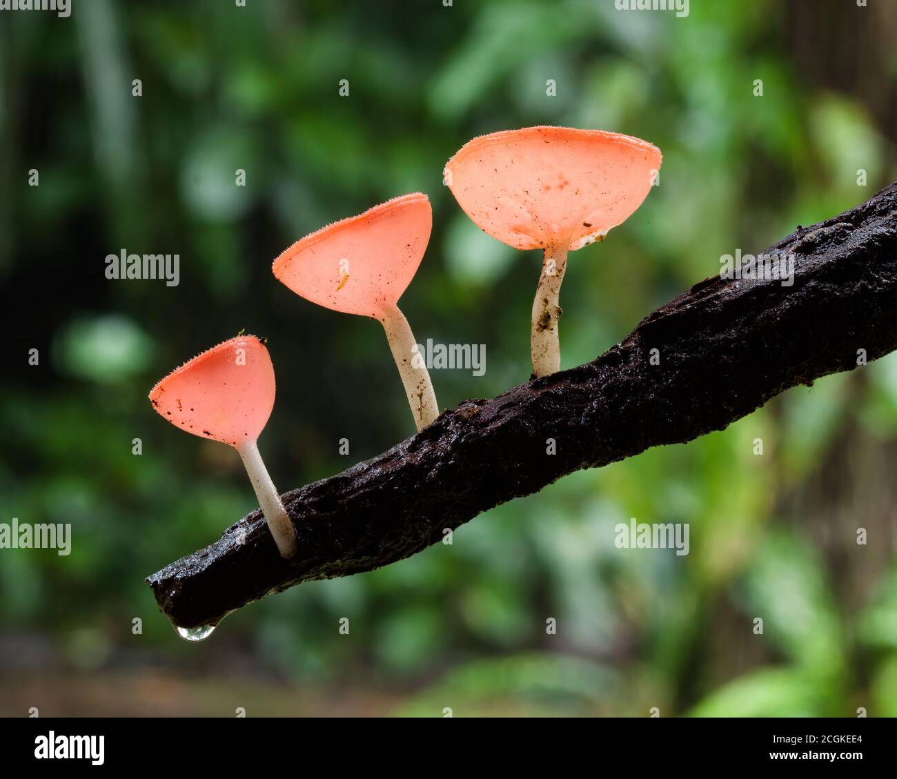Coupe rouge ou champignons de champagne poussant sur une branche d'arbre mort dans la forêt humide du Costa Rica. Banque D'Images