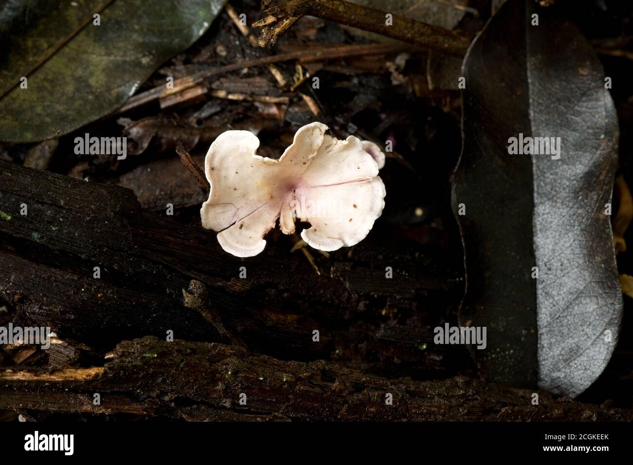 Champignons sur bois mort dans les forêts tropicales de Panama. Les champignons sont l'un des principaux moyens de décomposer la matière en décomposition et de recycler les éléments nutritifs b. Banque D'Images