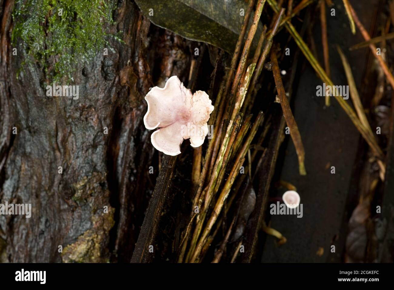 Champignons sur un tronc d'arbre dans les forêts tropicales de Panama. Les champignons sont l'un des principaux moyens de décomposer la matière en décomposition et de recycler les éléments nutritifs Banque D'Images