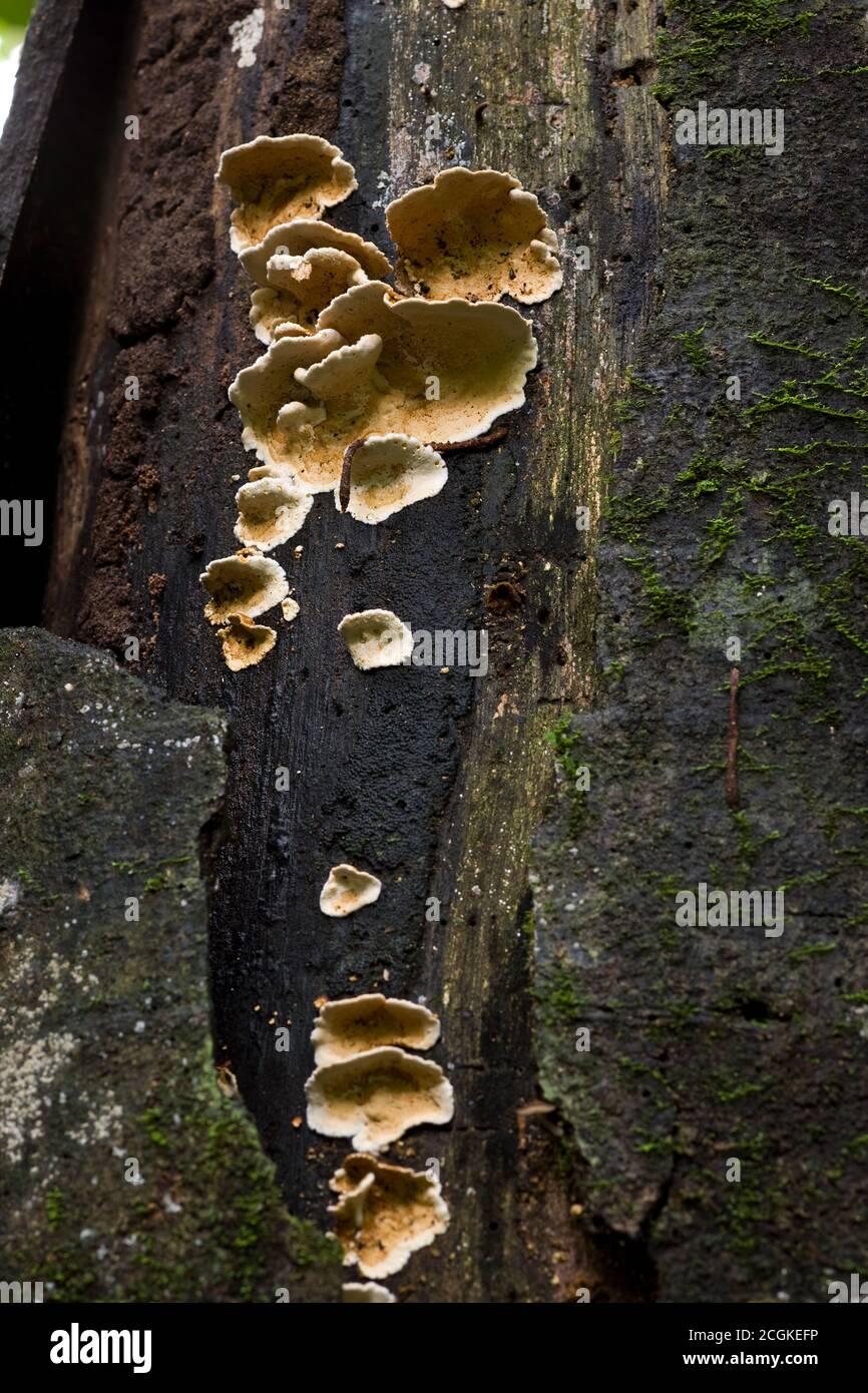 Les champignons ou les polypores des troncs d'arbres dans les forêts tropicales du Panama. Les champignons sont l'un des principaux moyens de briser la matière en décomposition et la recy Banque D'Images