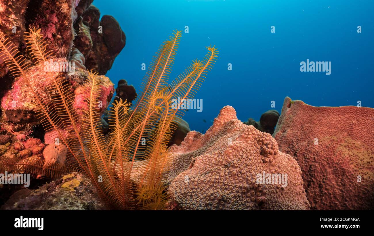 Paysage de corail en mer des Caraïbes / Curaçao avec corail, éponge et crinoïde doré Banque D'Images