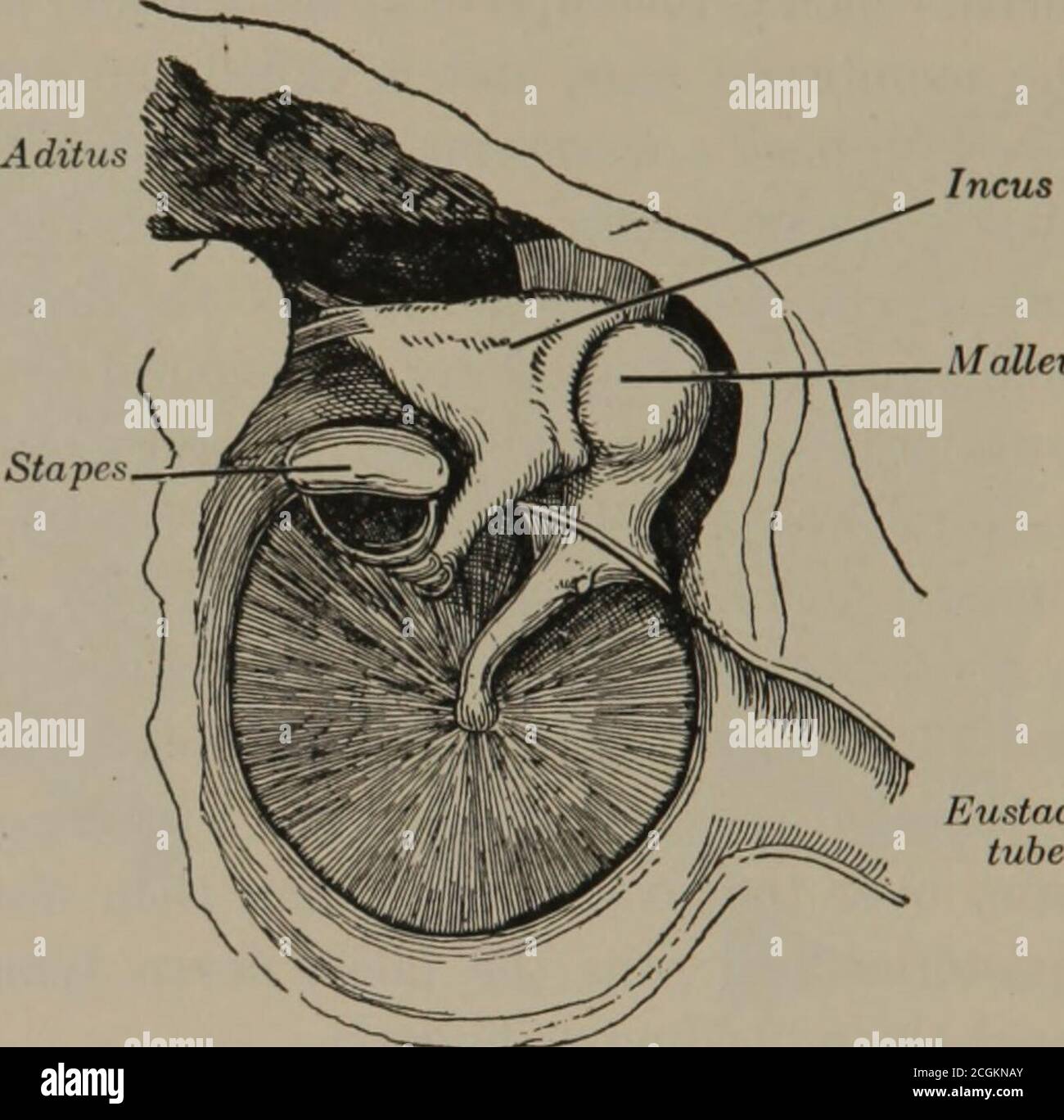 Allaiter dans les maladies de l'oeil, de l'oreille, du nez, et de la gorge  . puis en bas de la paroi postérieure court le nerf facial, allongé dans le  canal de