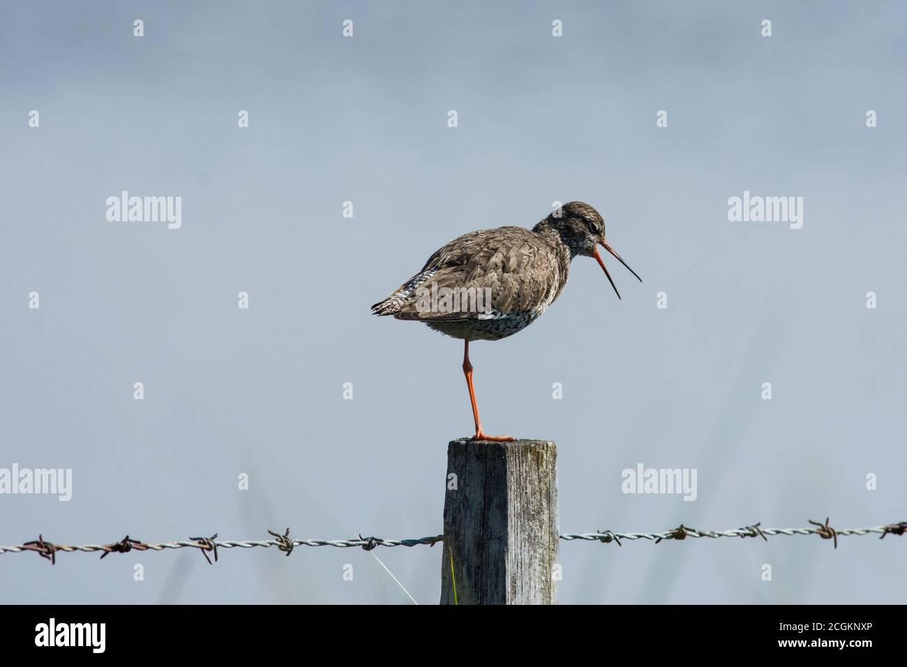 Redshank Tringa totanus perchée sur la clôture Keyhaven Marshes Hampshire ROYAUME-UNI Banque D'Images