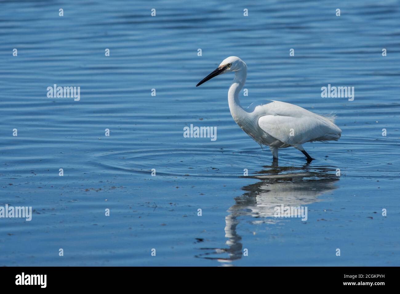 Little Egret Egretta garzetta pêche dans le vieux marais salé Banque D'Images