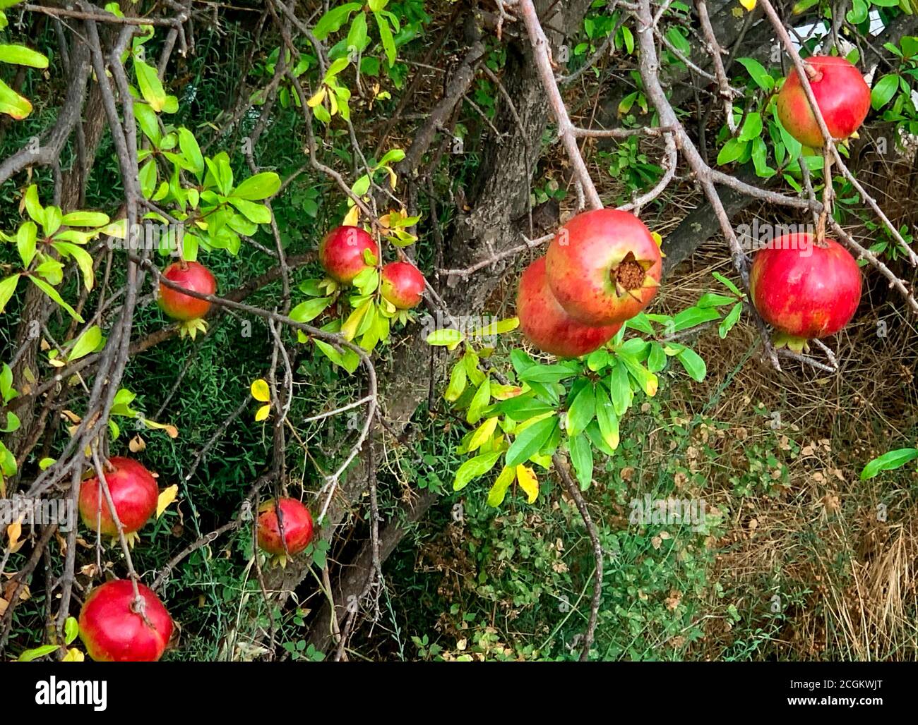 Fruits mûrs de grenade sur la branche dans le jardin.catégorisés comme baie, fruits de grenade rouge, rond et ressemble à une pomme avec tige en forme de fleur. Banque D'Images