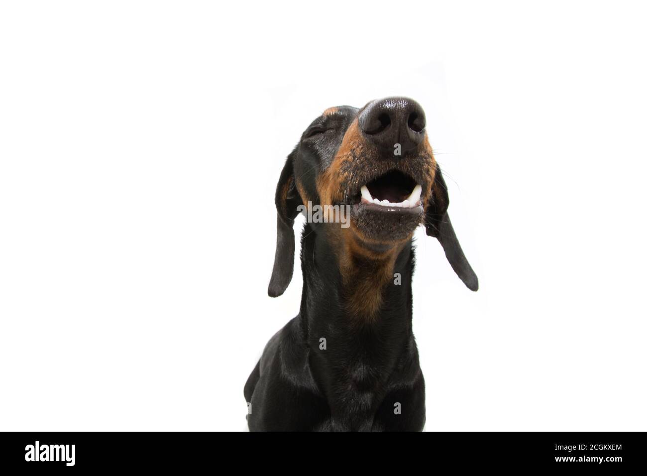 Portrait chien de dachshund drôle chiot faire un visage drôle. Isolé sur fond blanc. Banque D'Images