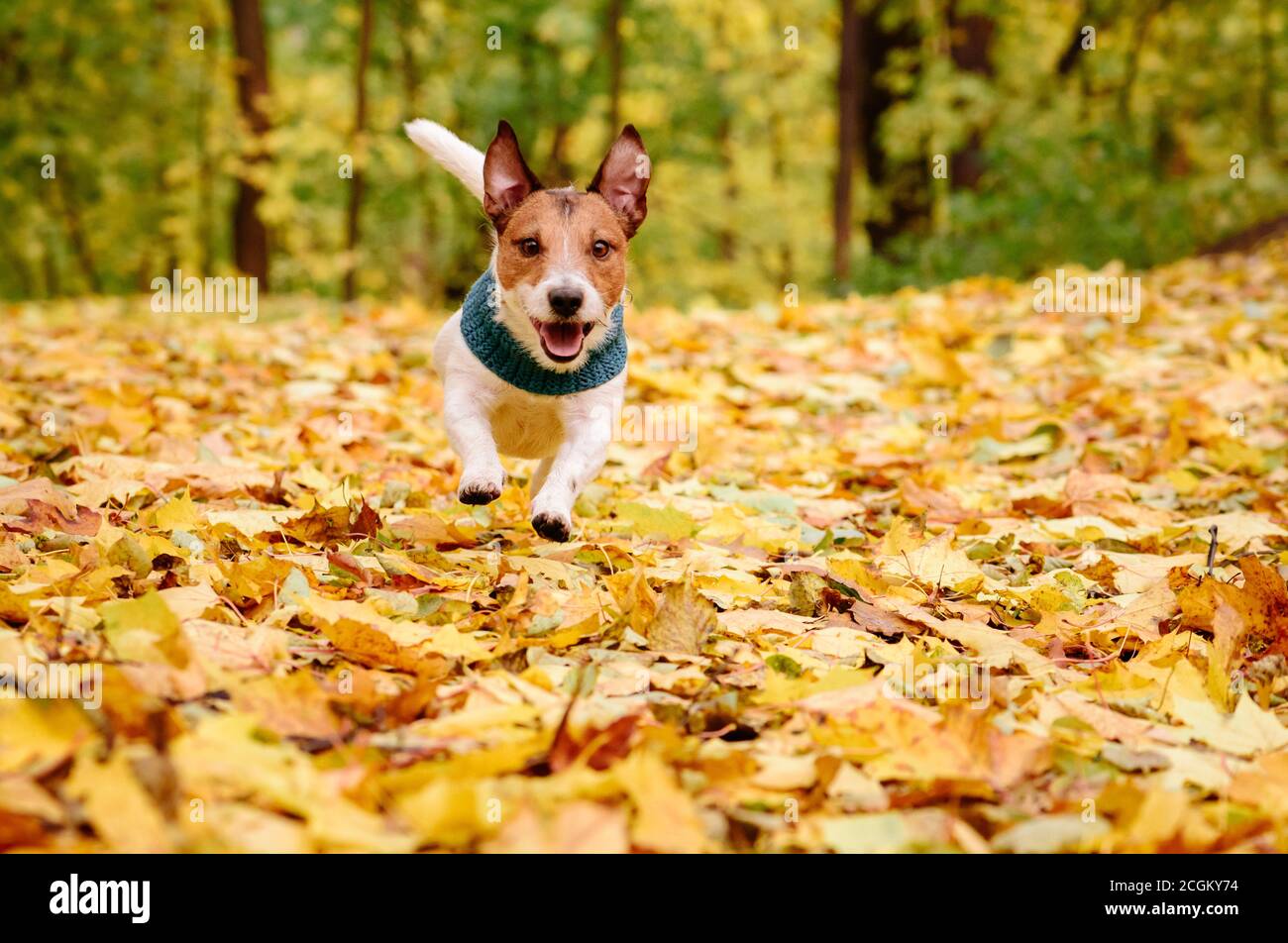 Chien de compagnie Jack Russell Terrier jouant à l'automne (automne) garez-vous sur des feuilles jaunes par temps chaud Banque D'Images