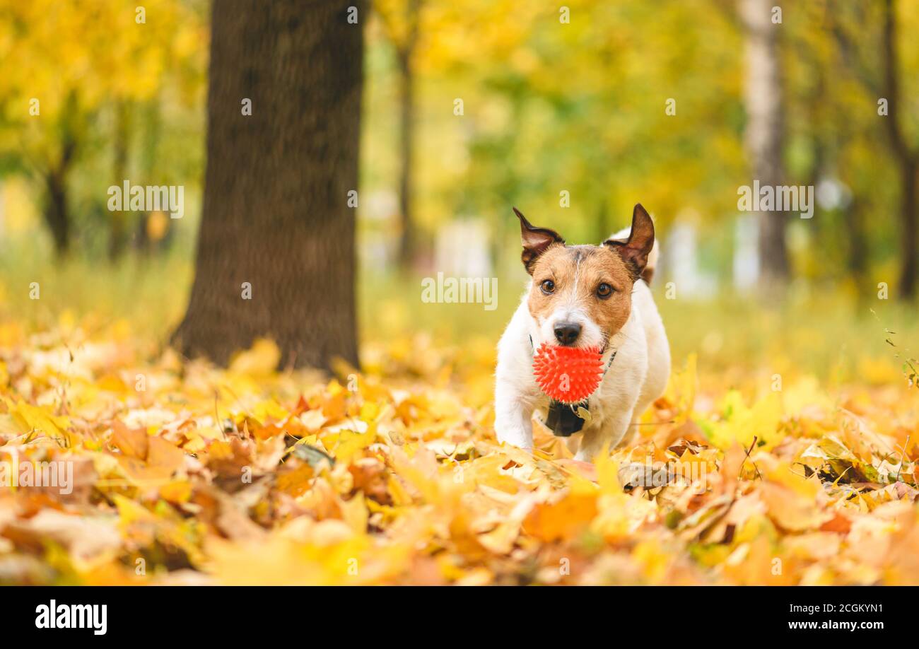 Concept de la saison des feuilles jaunes avec chien en train de courir dans le parc jour d'automne ensoleillé Banque D'Images