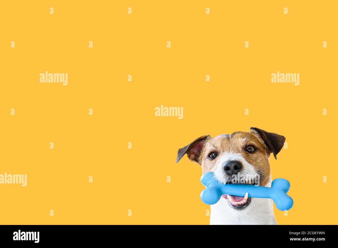 Chien heureux tenant dans la bouche bleu jouet os contre fond jaune uni Banque D'Images