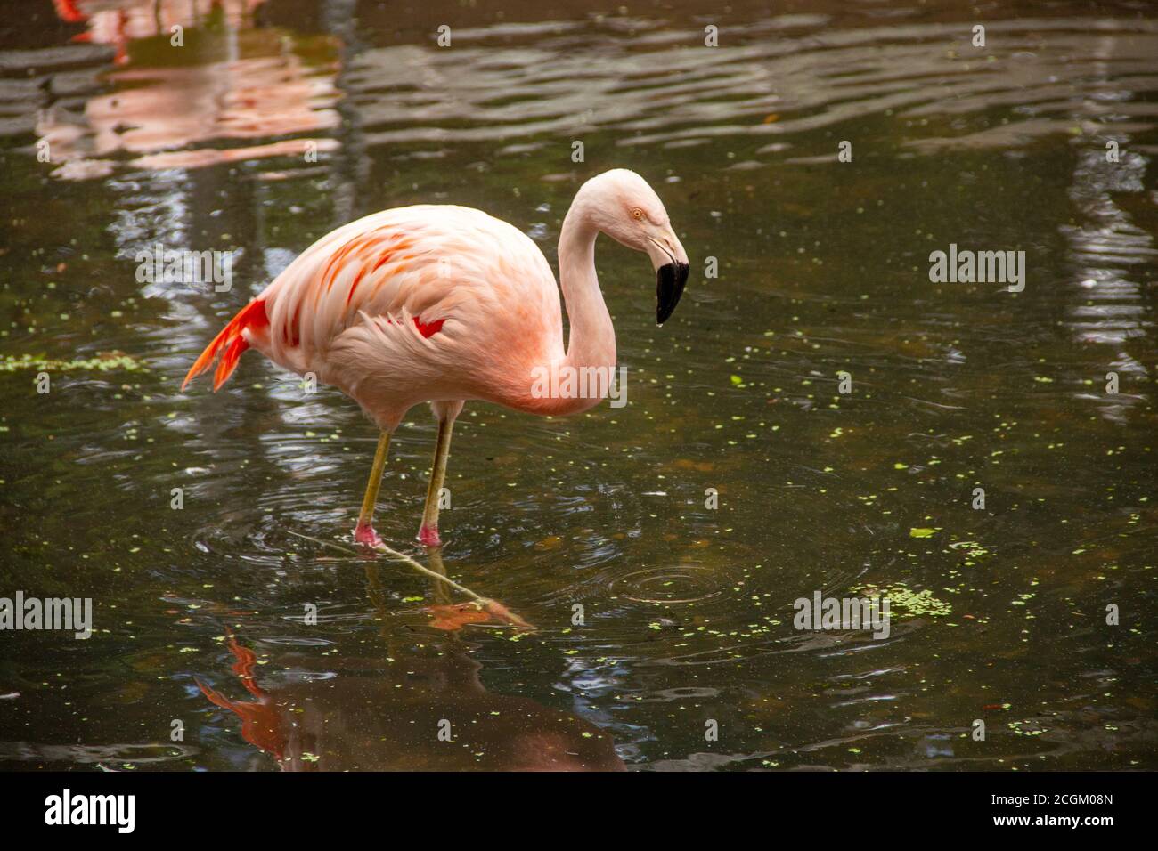 Vue latérale d'un flamant chilien, le latin Phoenicopterus chilensis, debout dans l'eau Banque D'Images
