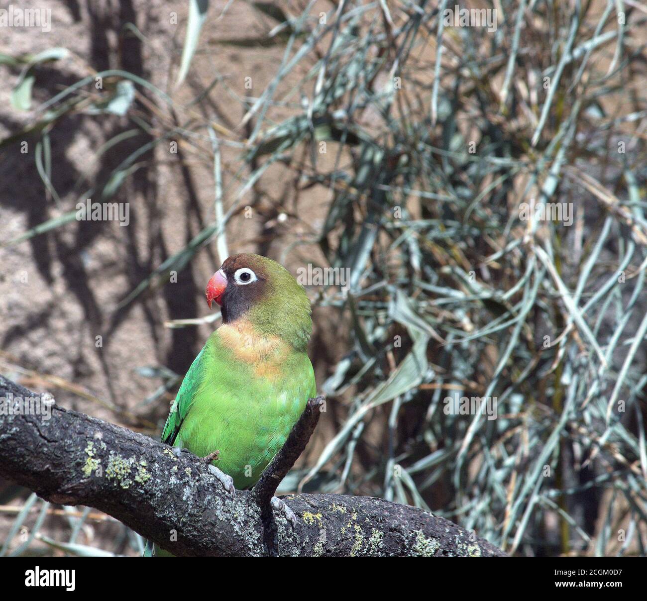 Un oiseau lovebird noir masqué, Agapornis personatus, est une espèce monotypique d'oiseau du genre lovebird de la famille des Psittaculidae Banque D'Images