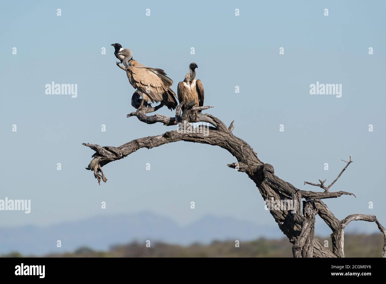Vautours à dos blanc perchés au sommet d'un arbre mort en Afrique du Sud. Banque D'Images