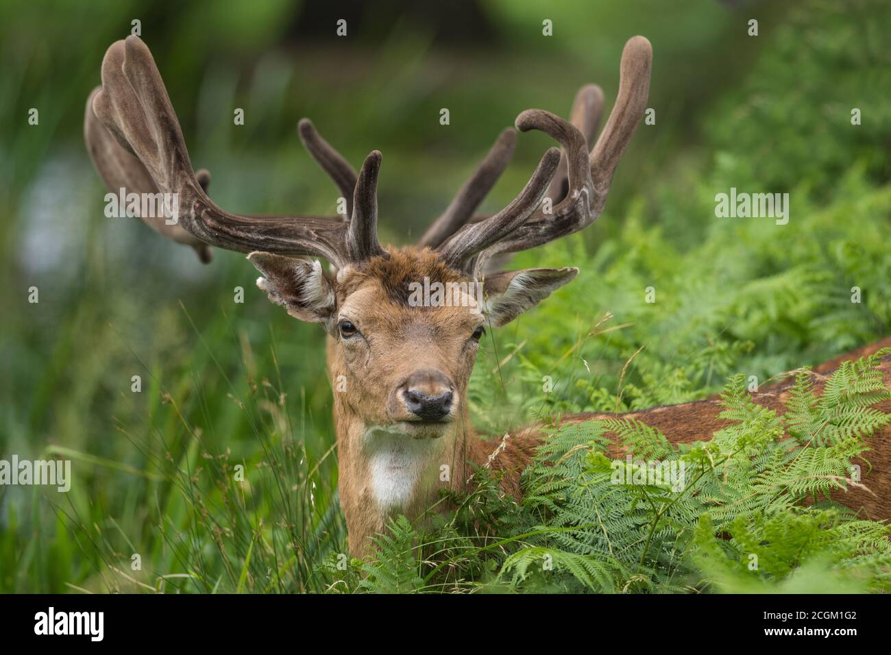 Flow Deer Buck parmi les herbes Bushy Park Londres Banque D'Images