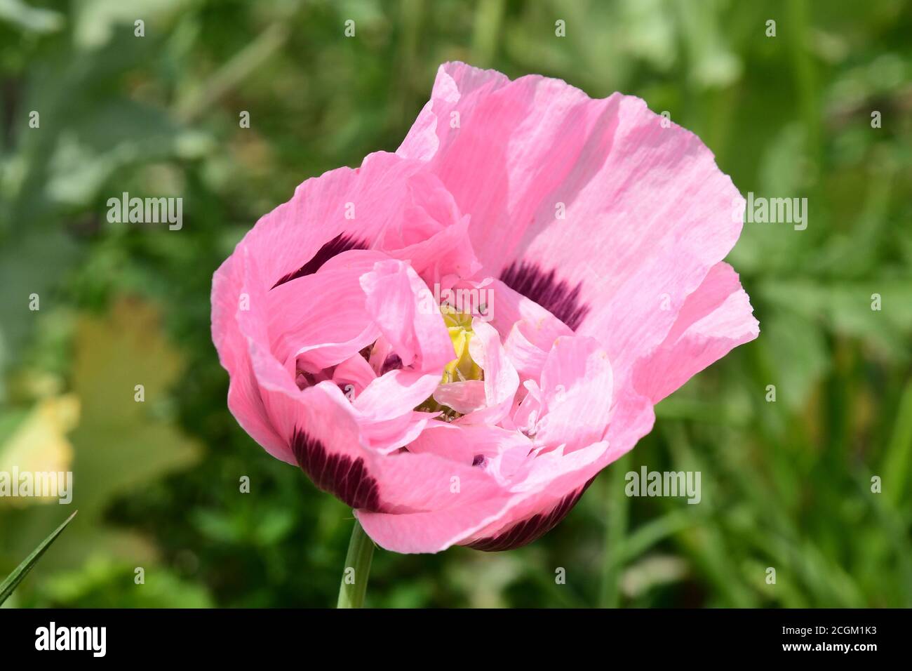 Les pavot à opium (Papaver somniferum) gros plan de fleurs roses brillantes poussant, auto-ensemencées, dans un allotissement.Somerset.UK Banque D'Images
