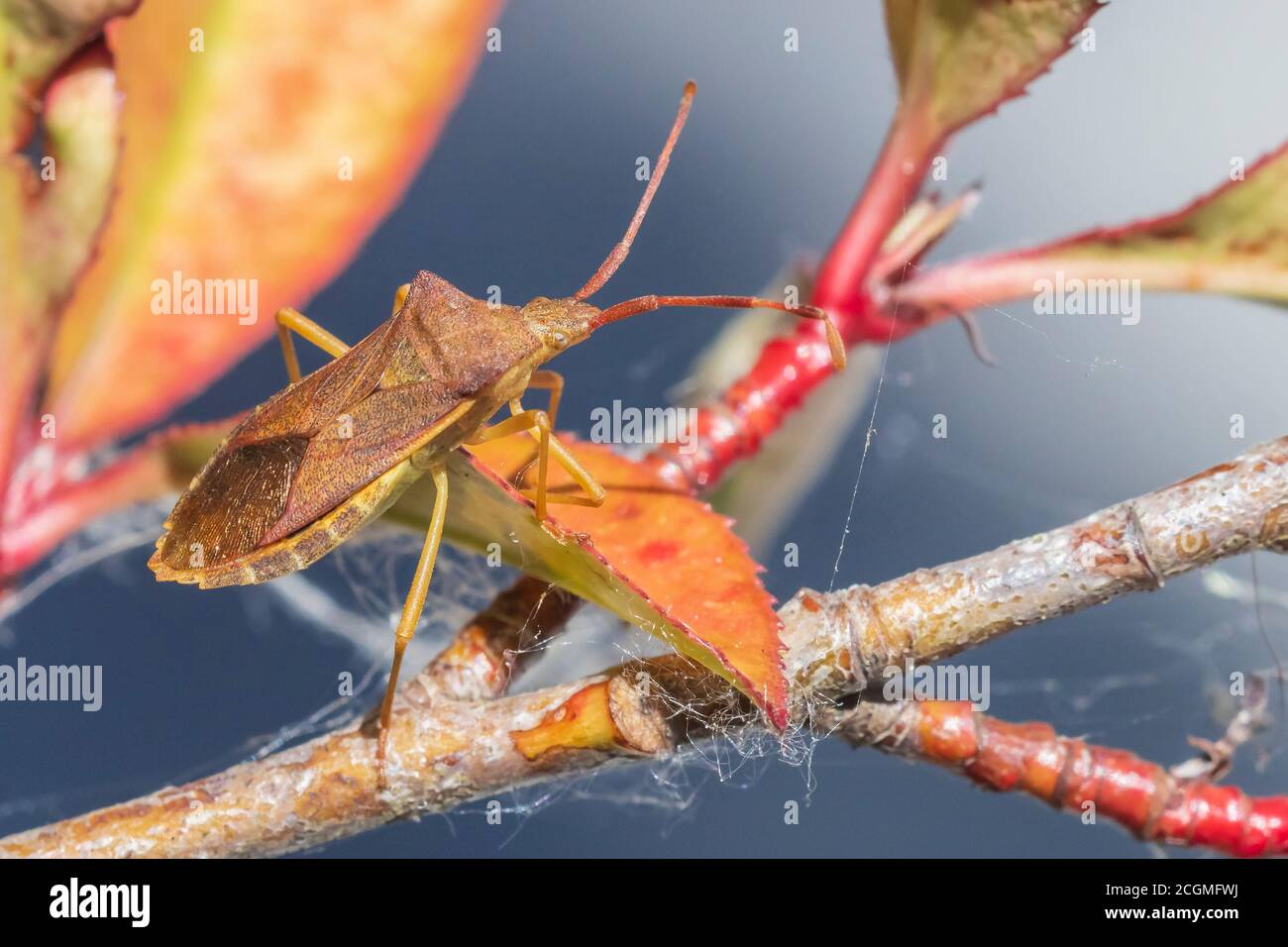 Gros plan d'un insecte d'insecte d'insecte d'insecte d'insecte d'armoise, Dolycoris baccarum, rampant sous la lumière du soleil dans la végétation. Banque D'Images