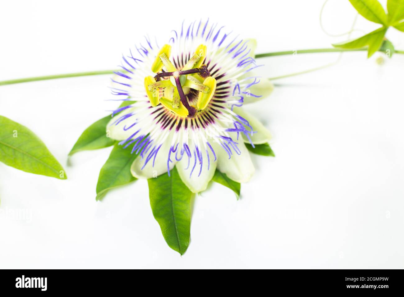 Fleur de passion (Passiflora incarnata). Les feuilles et les tiges sont sédatives. La fleur de passion violette isolée sur fond blanc Banque D'Images