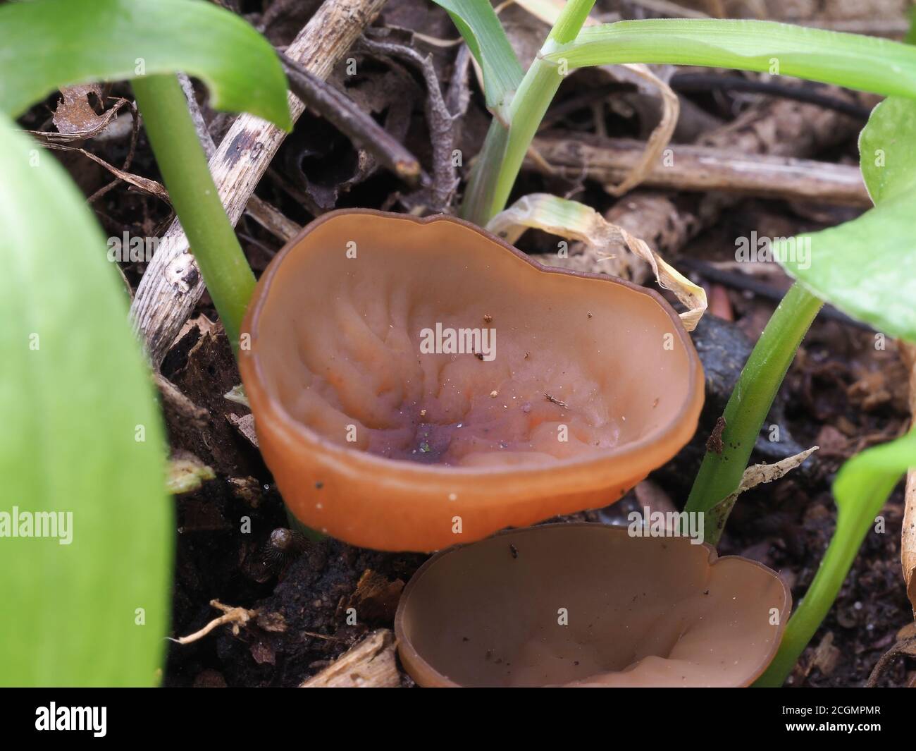 Mushroom anemone Banque de photographies et d'images à haute résolution -  Alamy