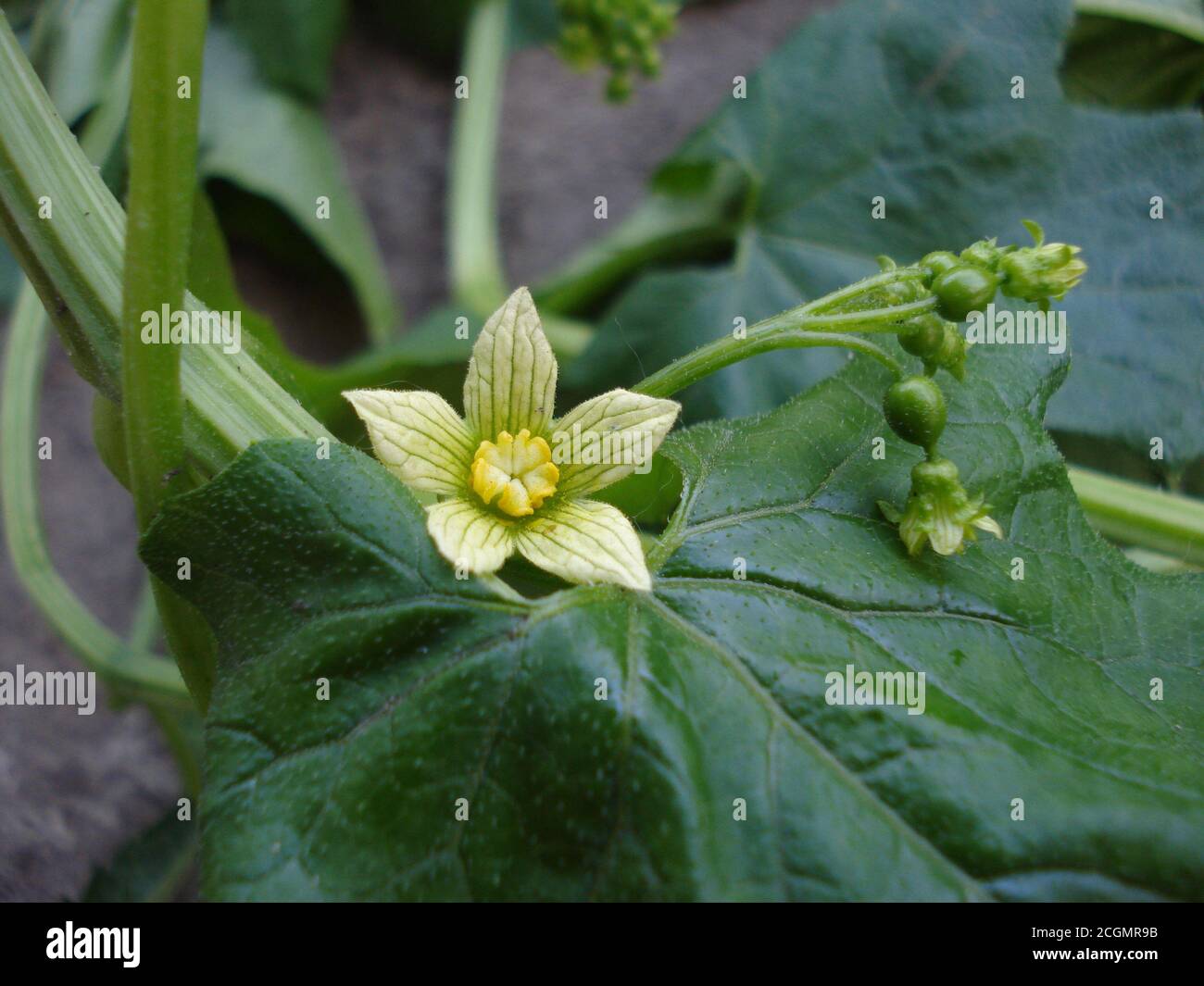 Ivy en fleur. Fleur jaune, bourgeons sur une plante grimpant. Banque D'Images