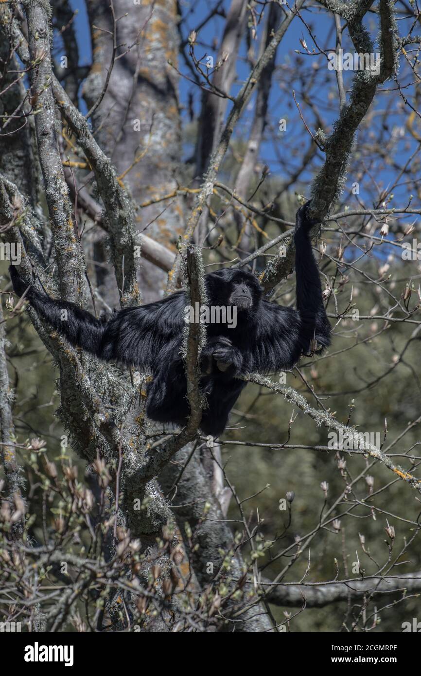 Un singe siamang avec des bras très longs accrochés à une branche