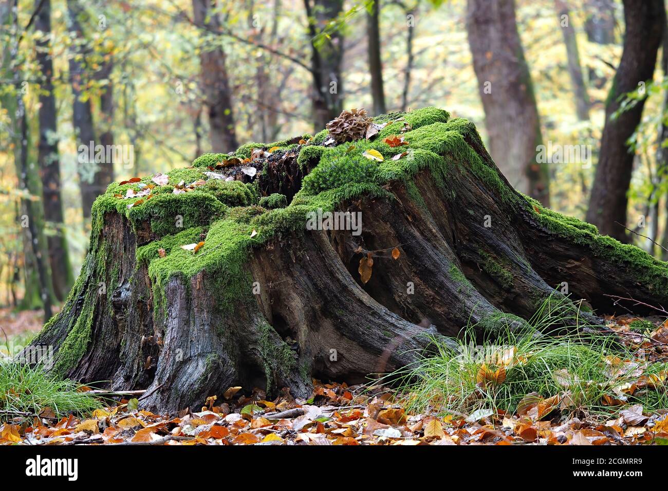 Le Hen des Bois (Grifola frondosa) Banque D'Images