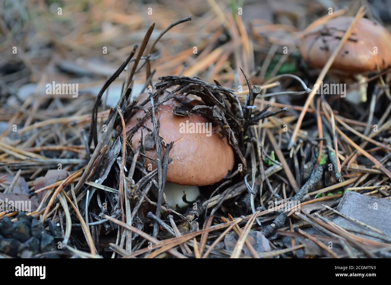 Champignon suillus luteus dans des aiguilles sèches de pin, Ukraine. Faible profondeur de champ, gros plan. Banque D'Images