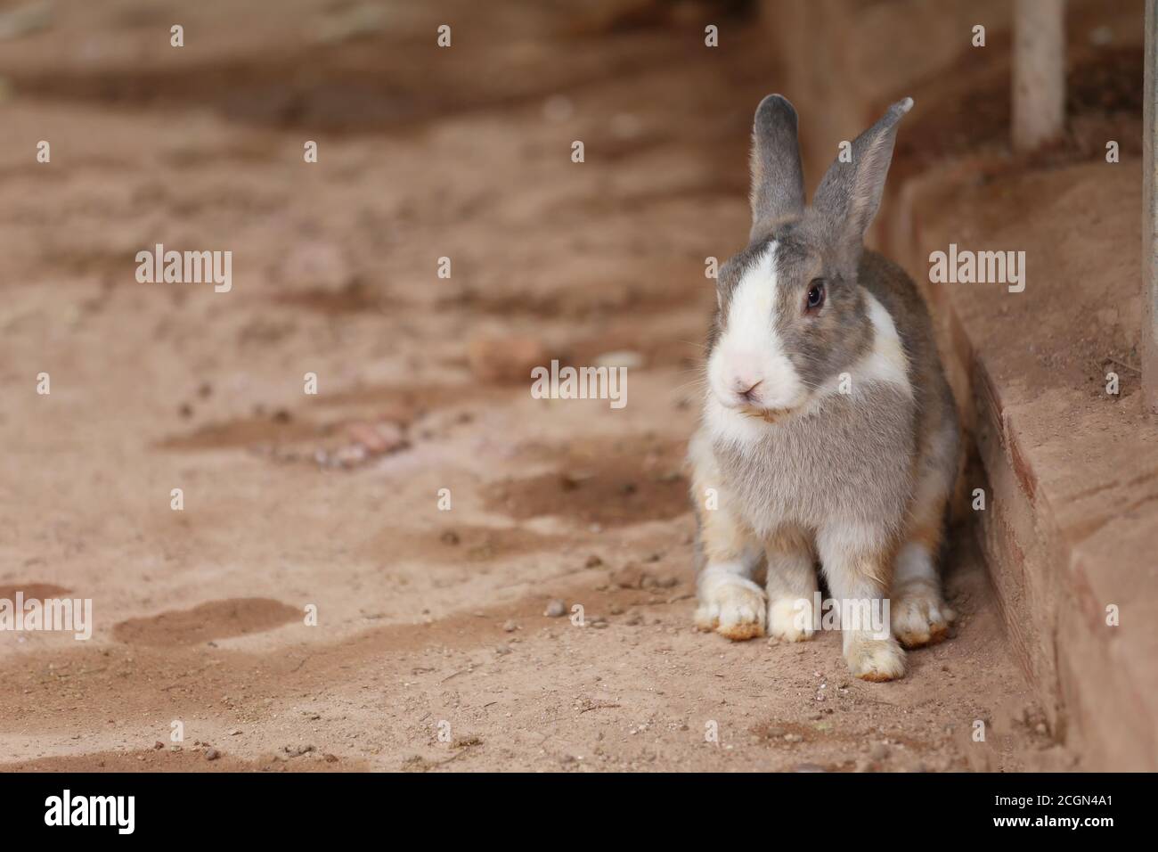 Lapin gris assis sur le sol dans l'arrière-cour. Banque D'Images