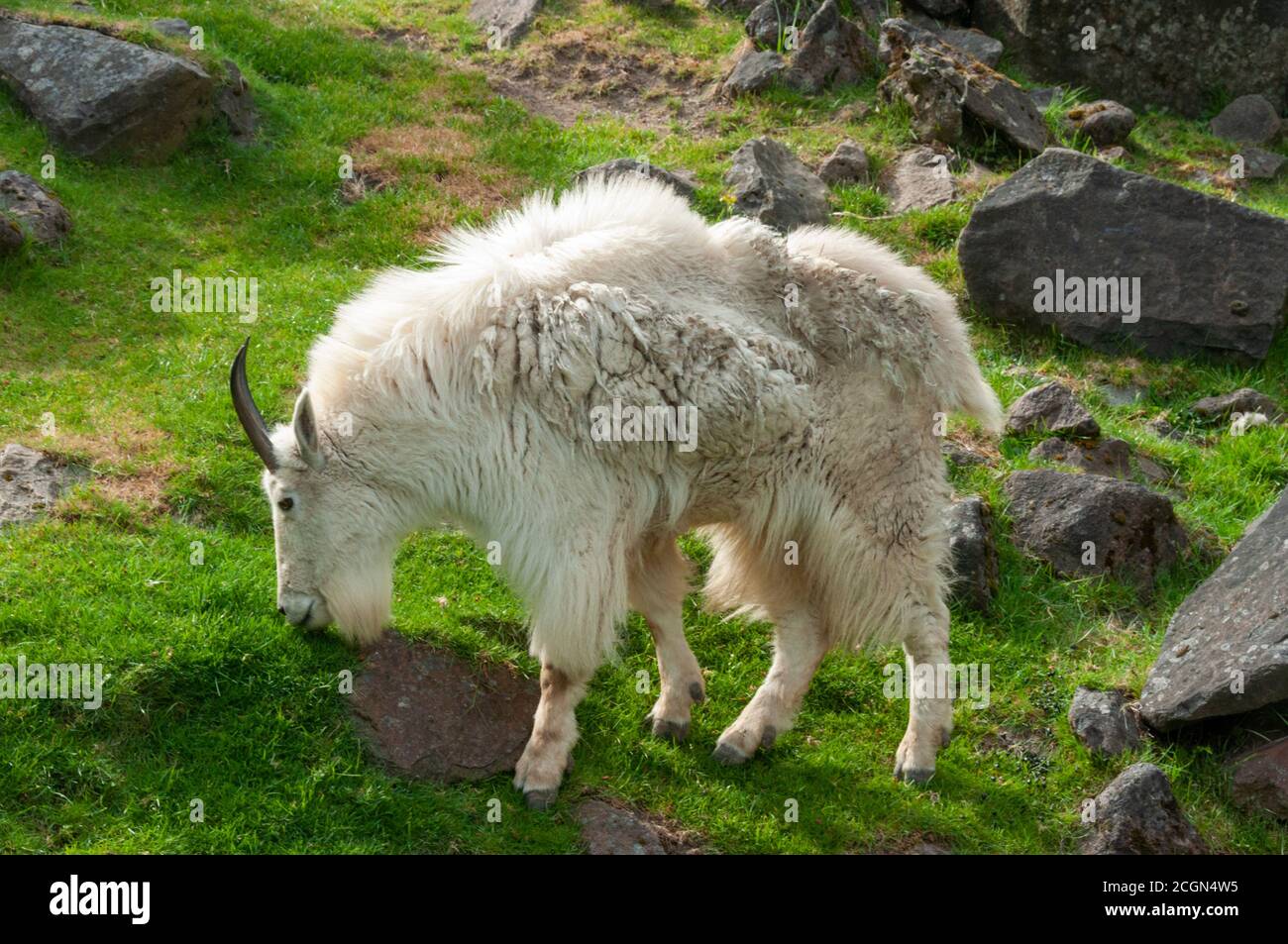 Gros plan de la chèvre de montagne blanche (Oreamnos americanus), également connue sous le nom de chèvre des montagnes Rocheuses, paître sur une colline. Banque D'Images
