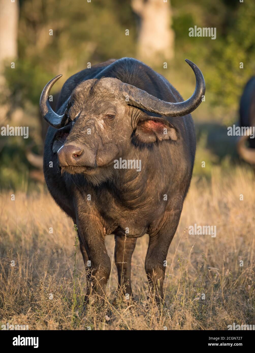 Buffle du Cap à l'état sauvage dans la réserve de Maasai Mara au Kenya. Banque D'Images