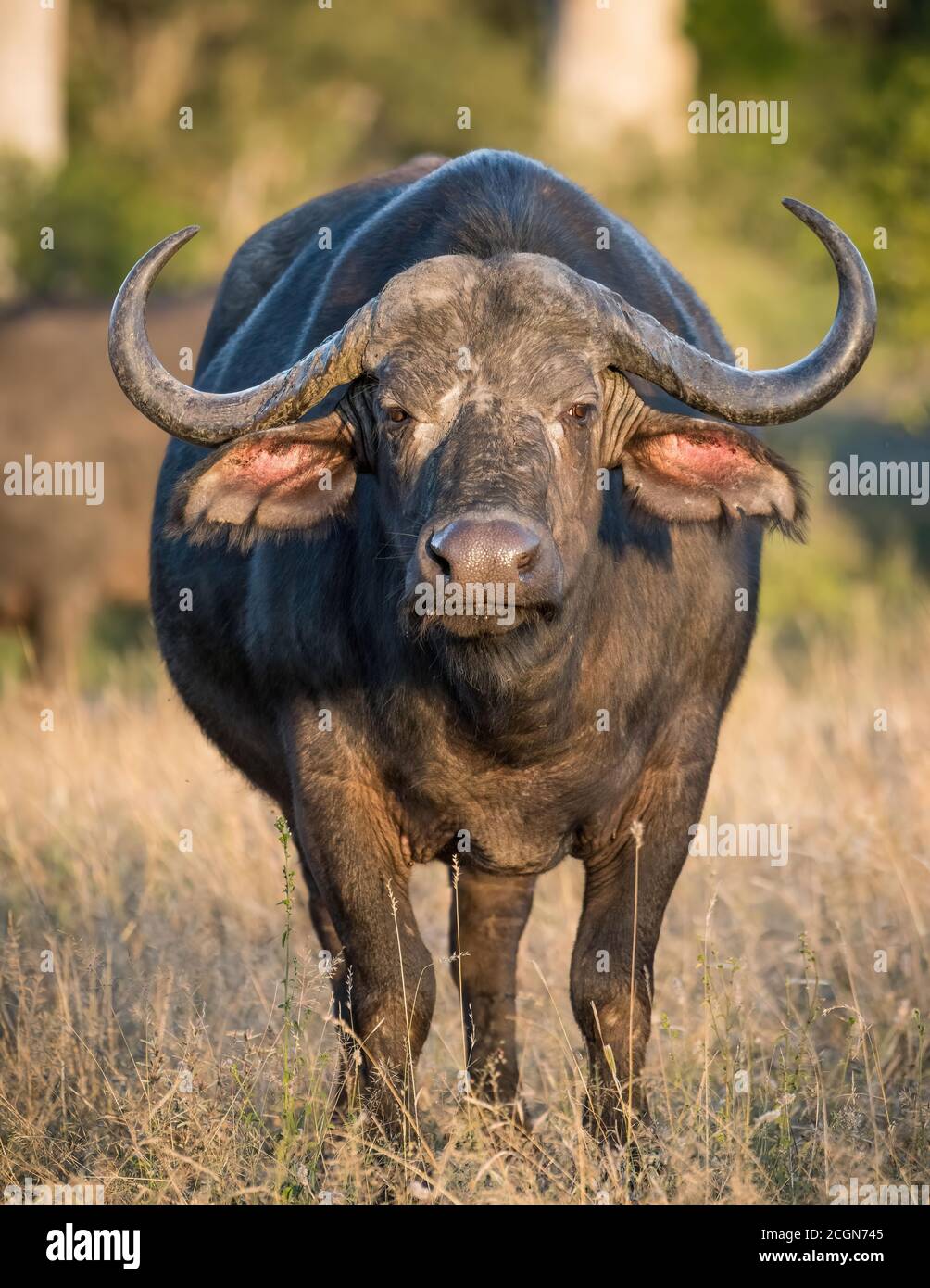 Buffle du Cap à l'état sauvage dans la réserve de Maasai Mara au Kenya. Banque D'Images