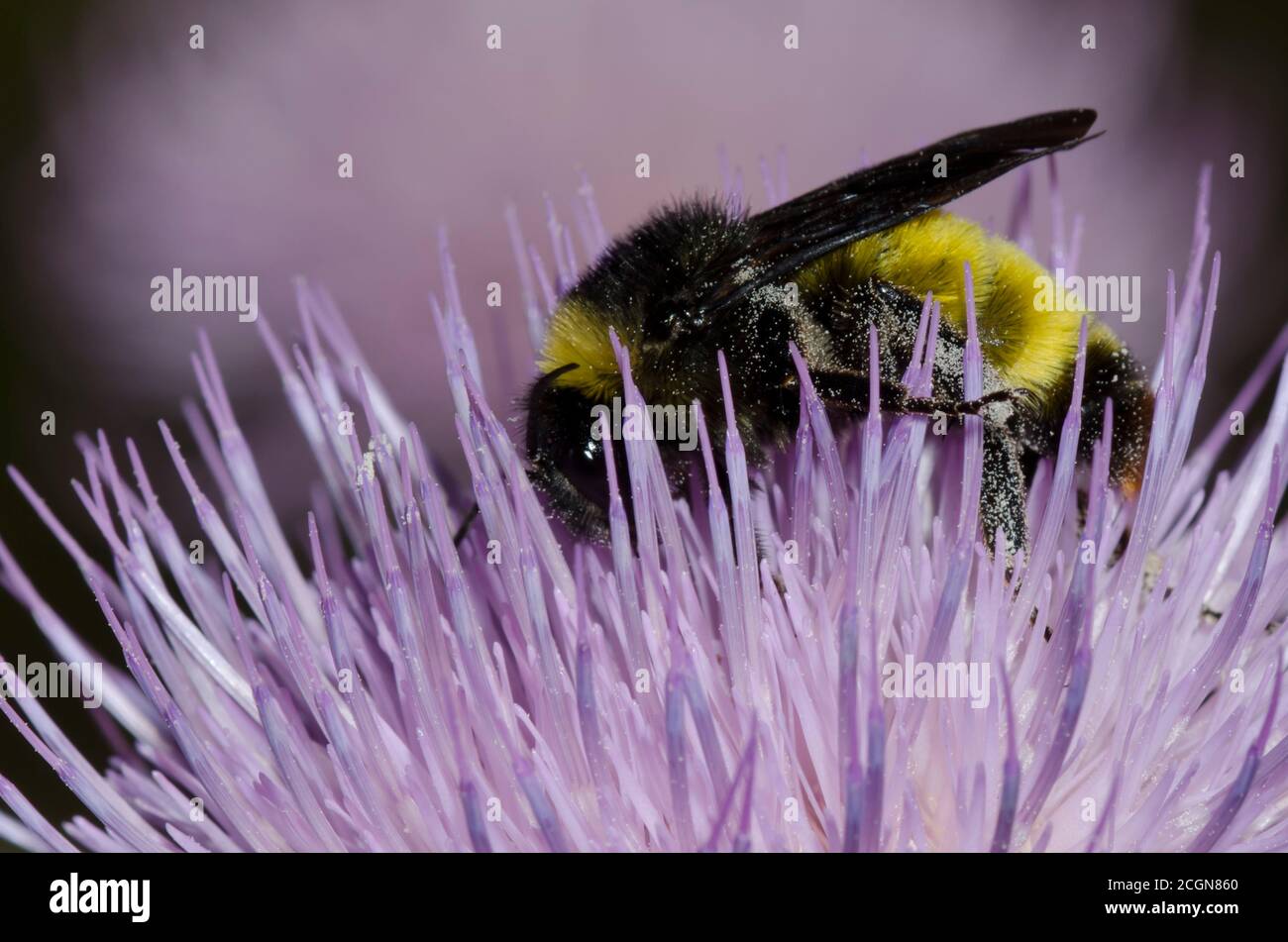 Abeille Bumble américaine, Bombus pensylvanicus, alimentation sur Tall Thistle, Cirsium altissimum Banque D'Images