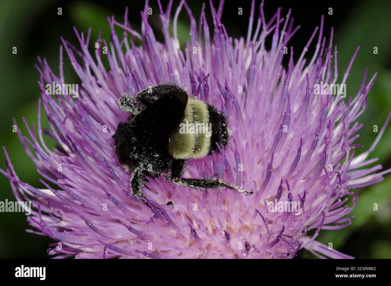 Abeille Bumble américaine, Bombus pensylvanicus, alimentation sur Tall Thistle, Cirsium altissimum Banque D'Images