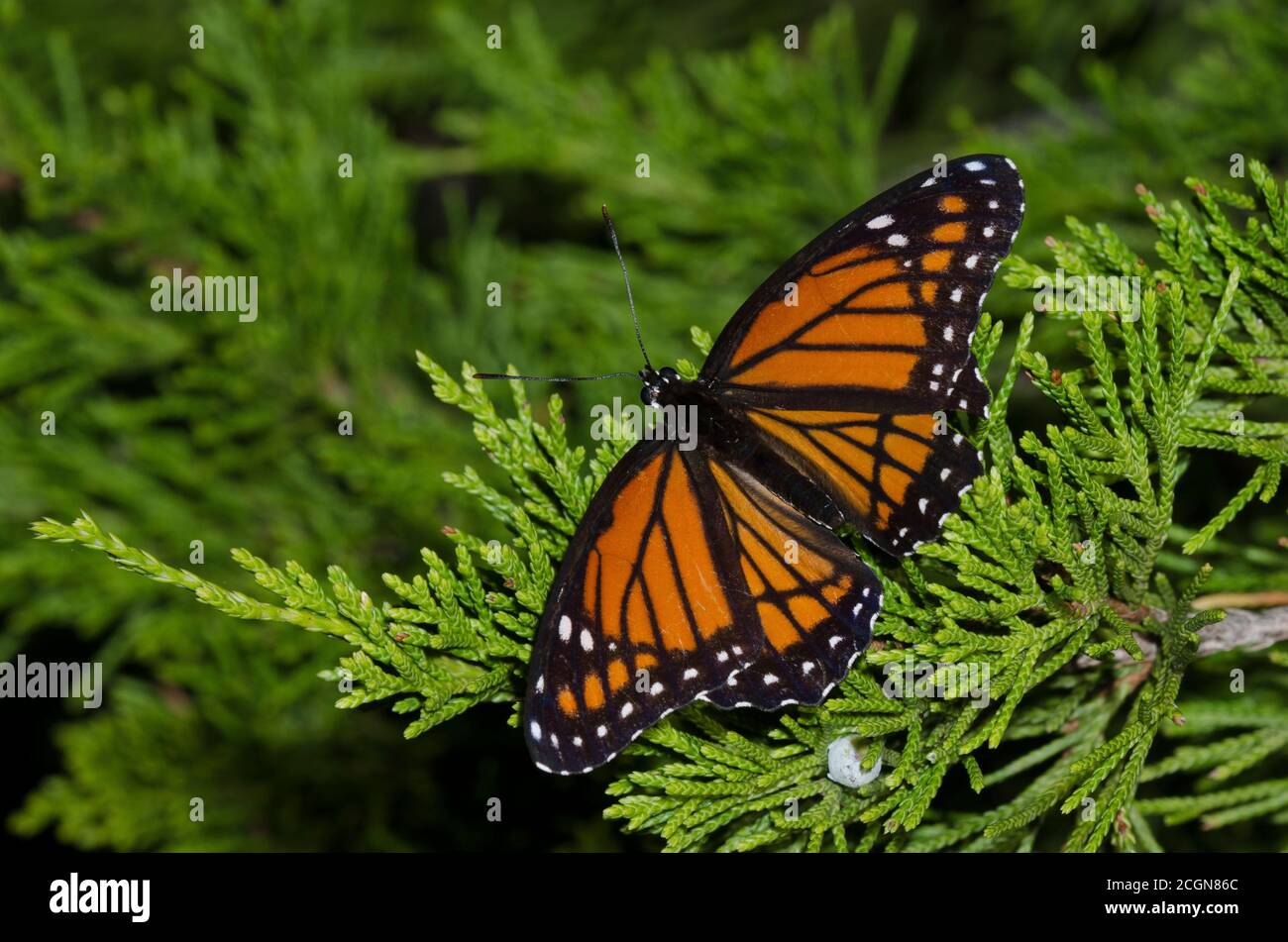 Viceroy, Limenitis archippus, perchée sur le cèdre rouge de l'est, Juniperus virginiana Banque D'Images