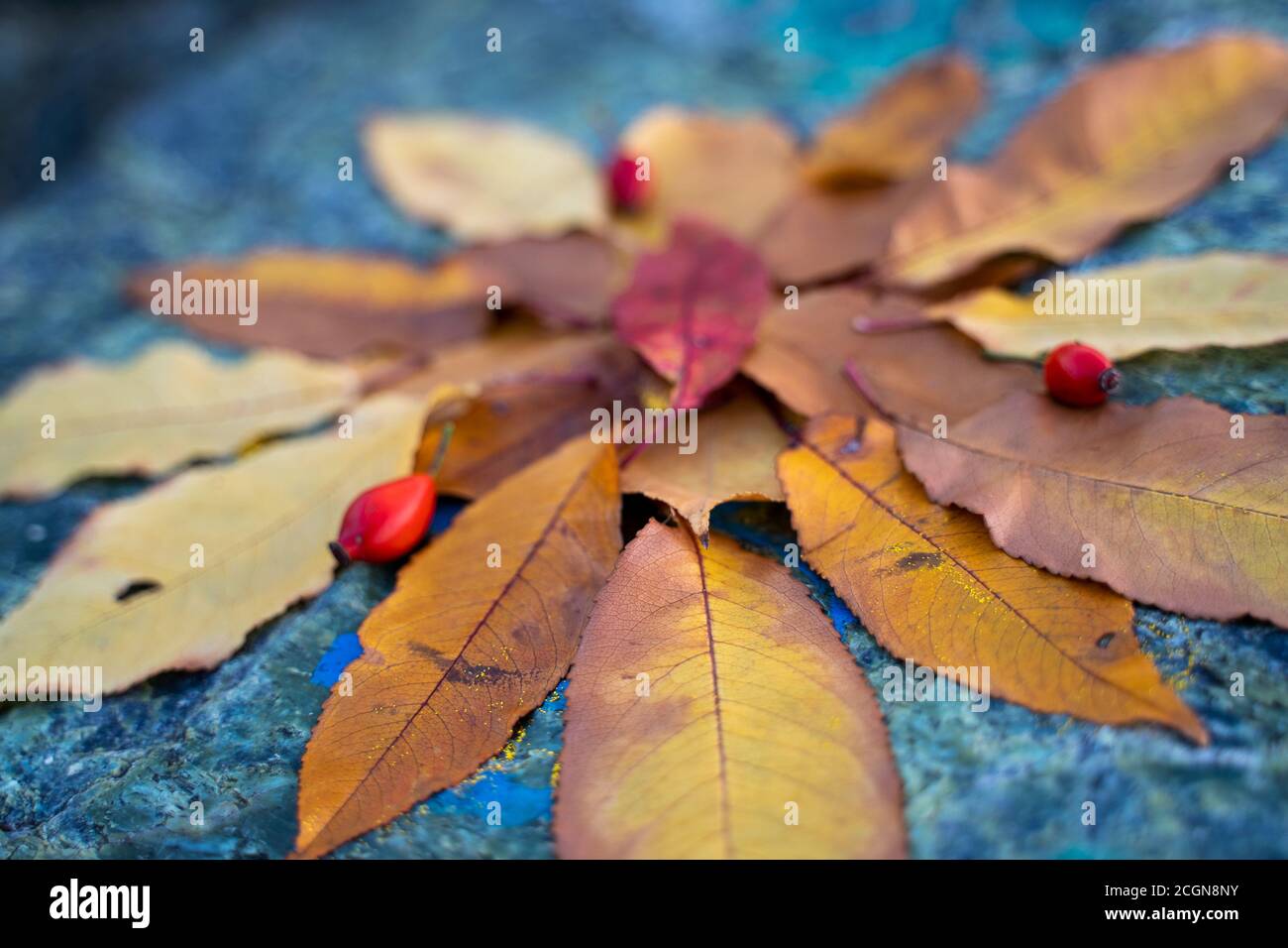 Feuilles d'automne disposées dans une composition sur une pierre. Banque D'Images