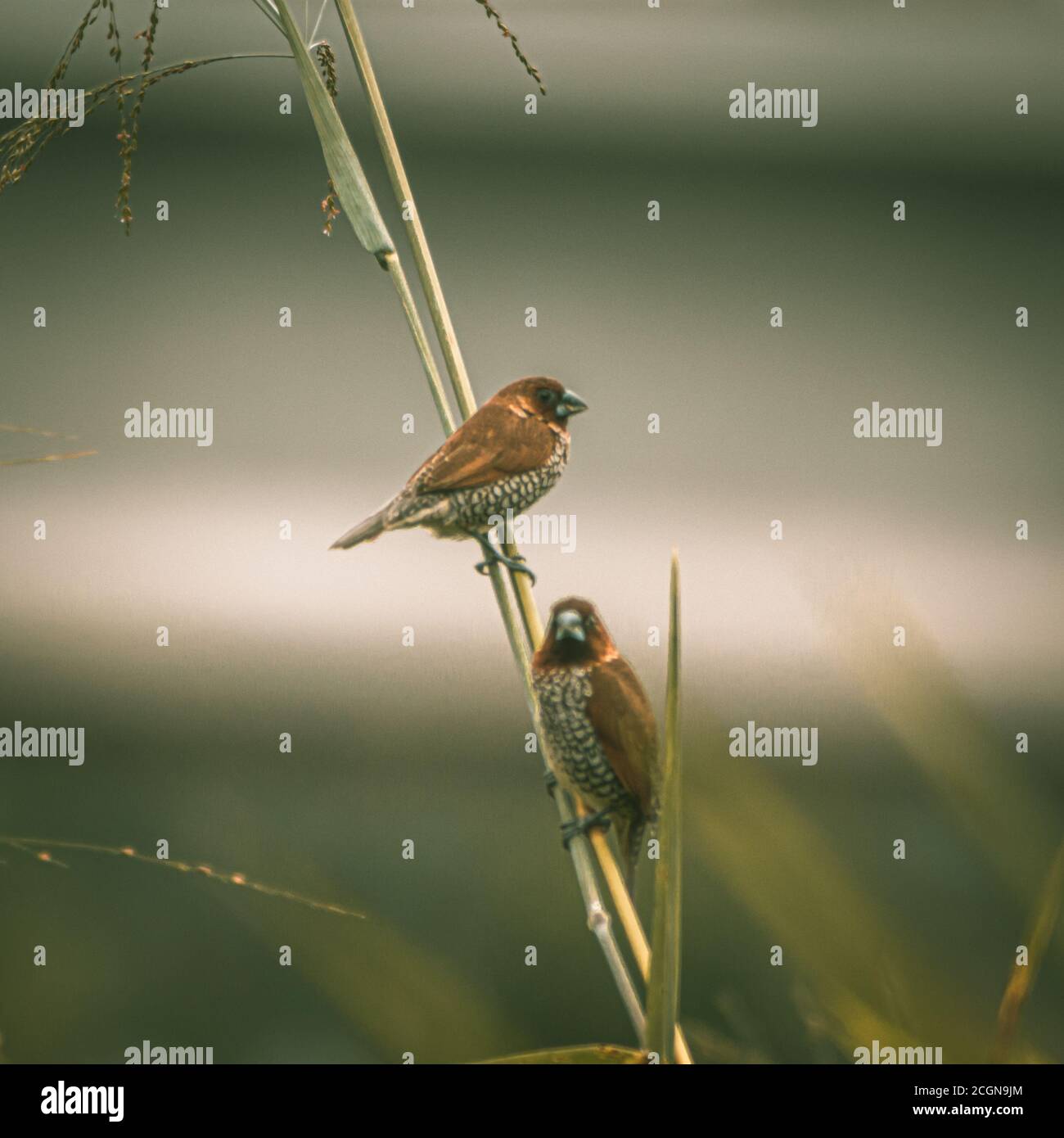 Une munia à poitrine squameuse se perçant sur la tige de la plante. Prise de vue avec NIKON D3400 et montage dans Lightroom Banque D'Images