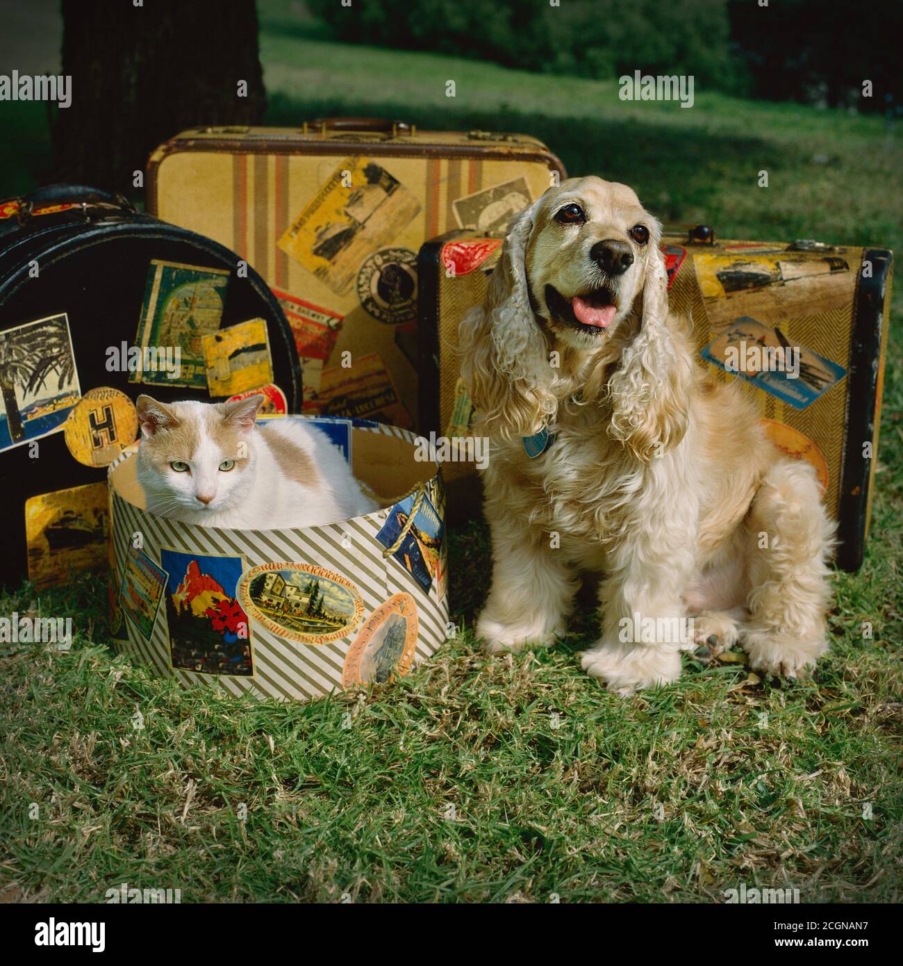 Un chien d'épagneul cocker et son ami de chat kitty sont des compagnons de voyage. Ils ont leurs valises emballées et prêtes pour leur prochaine aventure. Banque D'Images