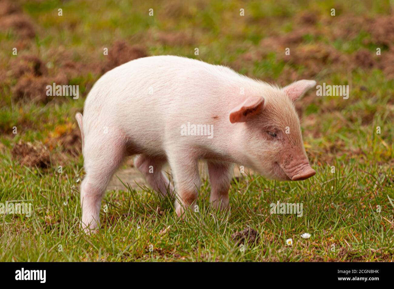 Bebe Petit Cochon Banque D Image Et Photos Alamy