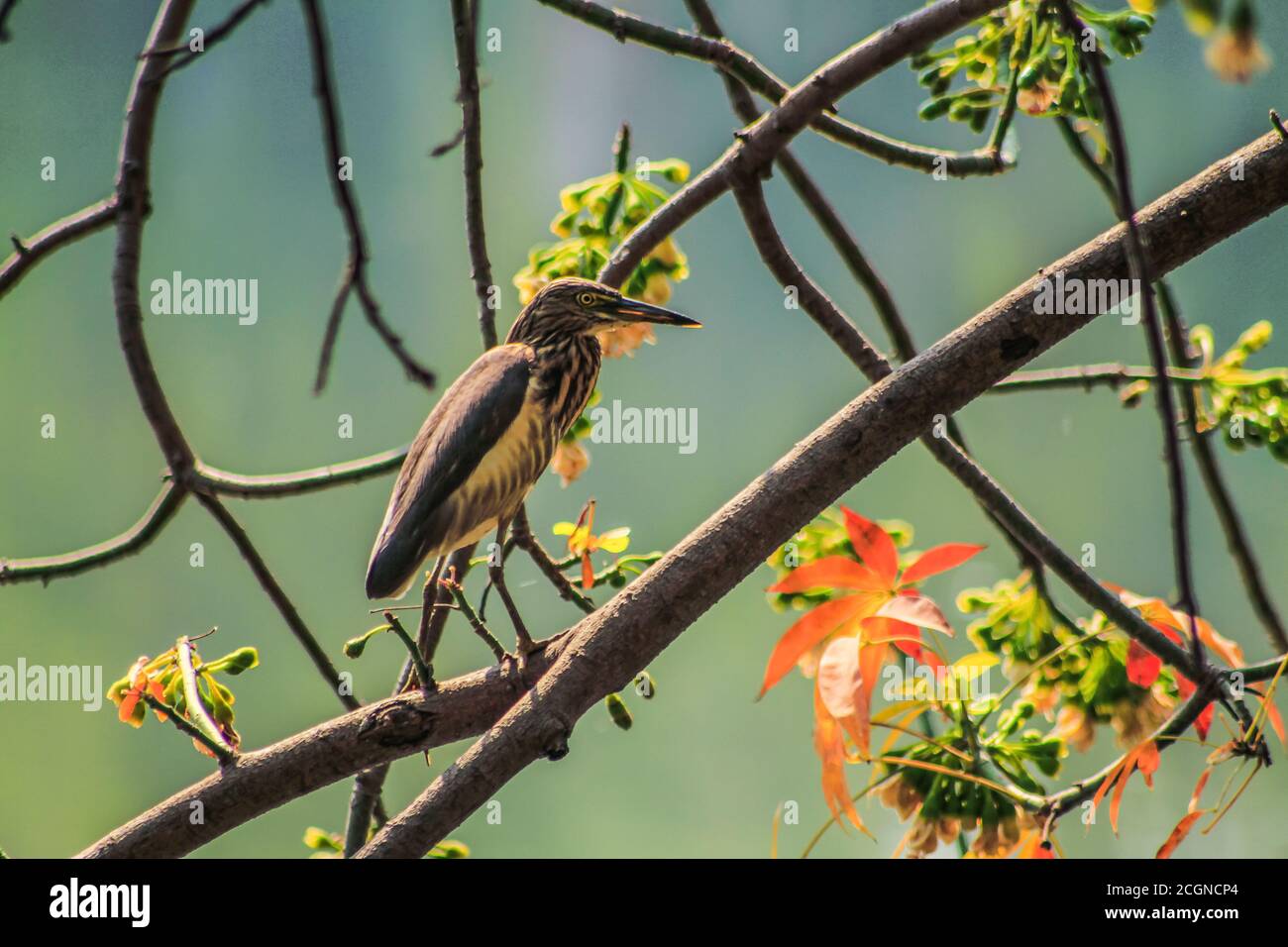 magnifique oiseau sur la photo de stock d'arbre Banque D'Images